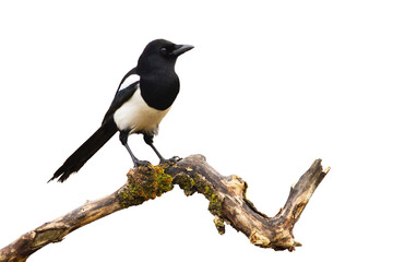 Naklejka premium Eurasian magpie, pica pica, sitting on branch isolated on white background. Small black bird with white belly observing on bough cut out on blank. Wild feathered animal watching on twig.