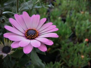 pink flower