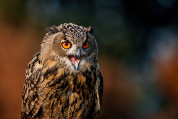 Portrait of a European Eagle Owl (Bubo bubo) with a dark forest in the background in Gelderland in  the Netherlands.