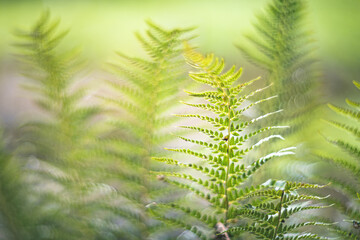 Fern in the forest ambient Light through the trees 