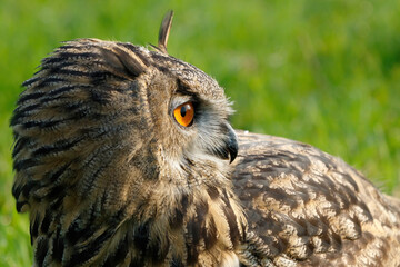 Portrait of a European Eagle Owl (Bubo bubo) with a green meadow in the backgroufd in Gelderland in  the Netherlands.