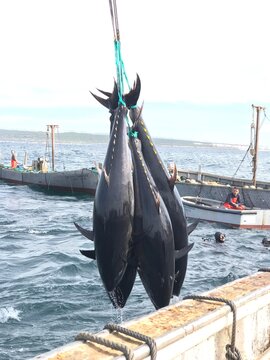 Levantada de atun rojo en la almadraba de Barbate