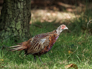 A male pheasant in the woods at Wentworth Castle and Gardens in Barnsley, South Yorkshire,