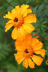 Close up view of orange Calendula officinalis or pot marigold