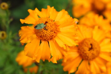 Close up view of orange Calendula officinalis or pot marigold