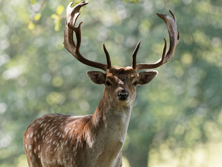 A Fallow Deer buck in the woodlands at Wentworth Castle and Gardens in Barnsley, South Yorkshire
