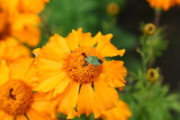 Close up view of orange Calendula officinalis or pot marigold