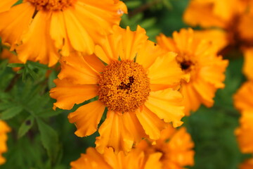 Close up view of orange Calendula officinalis or pot marigold