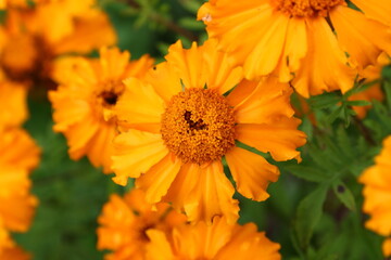 Close up view of orange Calendula officinalis or pot marigold