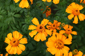 Close up view of orange Calendula officinalis or pot marigold