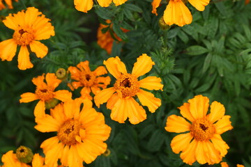 Close up view of orange Calendula officinalis or pot marigold