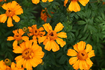Close up view of orange Calendula officinalis or pot marigold