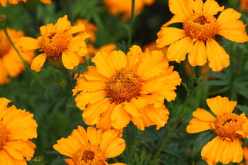 Close up view of orange Calendula officinalis or pot marigold