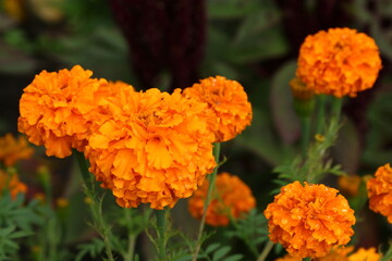 Close up view of orange Calendula officinalis or pot marigold