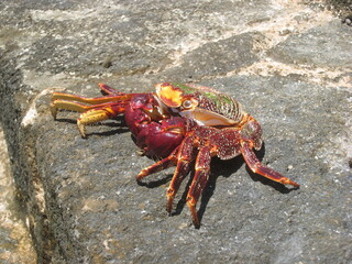 red crab