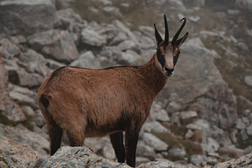 Chamois