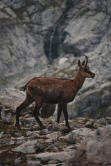 Chamois
