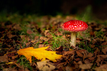 Amanita mushroom