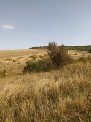 Obraz premium sand dunes and trees