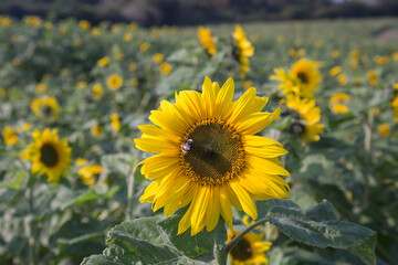 Obraz premium A Bumble Bee casting a shadow across a large Sunflower Head