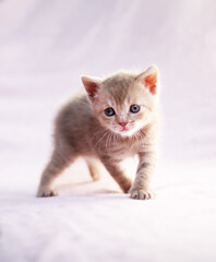 Fototapeta na wymiar Cute kittens on a color background