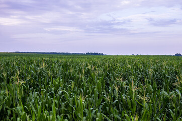 View of natural green cornfield with sky and clouds