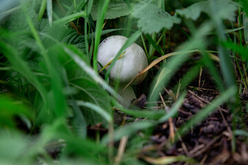 mushroom in grass