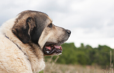Retrato Mast&iacute;n 