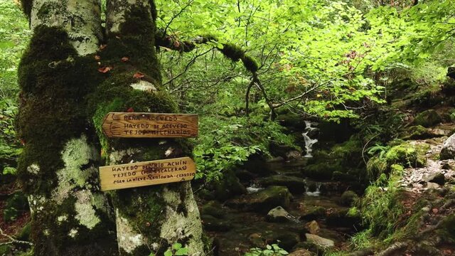 Two Hiking Trail Signs on an Old Moss Overgrown Tree with a Small Natural Waterfall in the Distance with a Stream River Going Through Moss Overgrown Stones in a Biodiverse Green Forest.