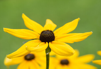 Rudbeckia flowers
