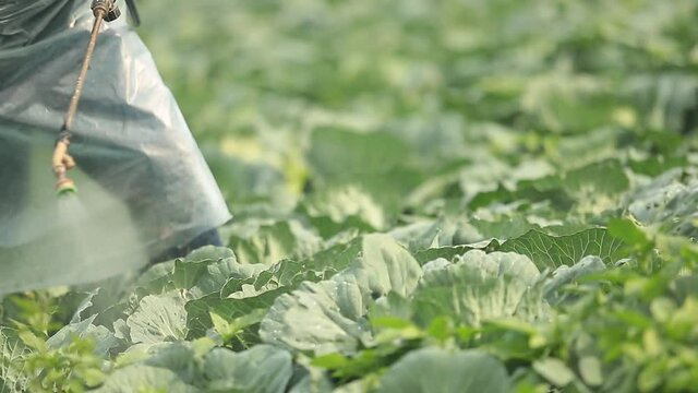 The Farmer Working on Fertilizer Spraying Process On Beautiful Scenery Cabbage Farm