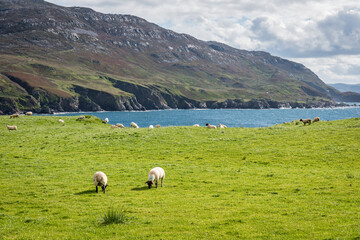 Sheep grazing in Ireland