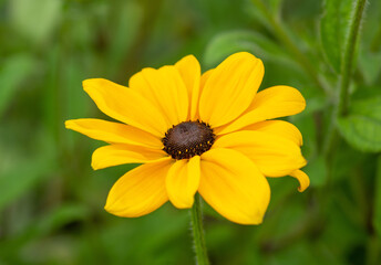 Rudbeckia flowers