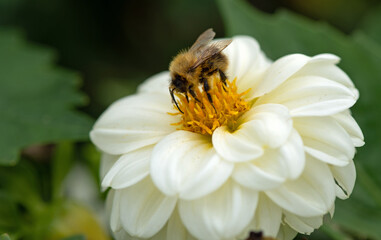 A honey bee collecting nectar