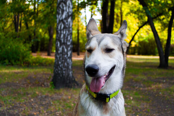 Obraz premium portrait of a dog East Siberian Laika 