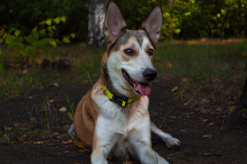 East Siberian Laika dog in the park