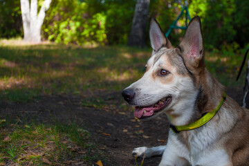 East Siberian Laika dog in the park
