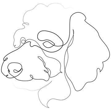 Poodle vector Dog portrait. Continuous line. Dog line drawing