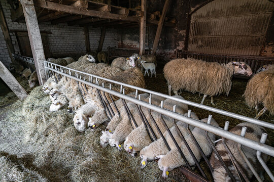 Schafhaltung - Bentheimer Landschafe in einem Schafstall fressen Heu im Fressgitter.