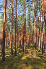 autumn in the forest
