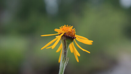 bee on a dandelion