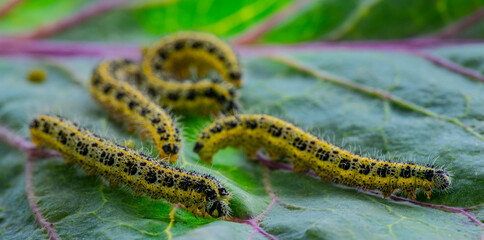 Caterpillars of the Pieris brassicae (Large White Butterfly, cabbage butterfly, cabbage white, cabbage moth), feeding on a cabbage leaf