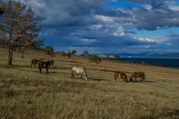 Red gray brown horses graze on the gold grass, blue lake baikal, in the light of sunset, against the background of mountains and clouds