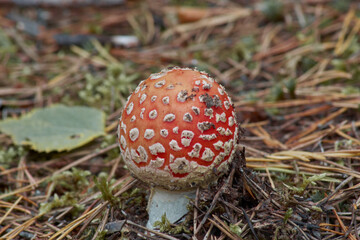 fly agaric mushroom