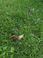 snail on the grass