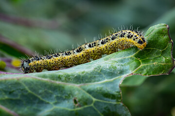 Caterpillars of the Pieris brassicae (Large White Butterfly, cabbage butterfly, cabbage white, cabbage moth), feeding on a cabbage leaf