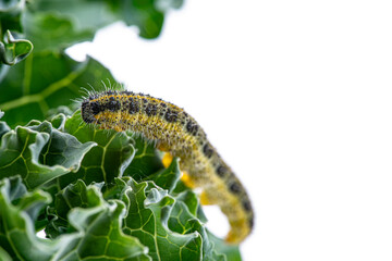 Caterpillar of the Pieris brassicae (Large White Butterfly, cabbage butterfly, cabbage white, cabbage moth), feeding on a cabbage leaf