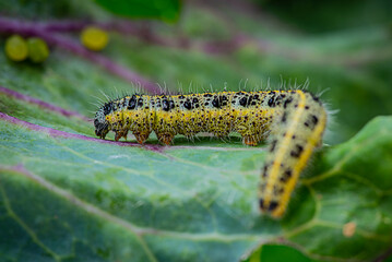Caterpillar of the Pieris brassicae (Large White Butterfly, cabbage butterfly, cabbage white, cabbage moth), feeding on a cabbage leaf