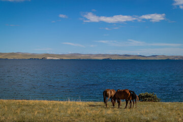 herd bay brown horses and red foal graze on grass coast, against the background of blue lake baikal, mountains on horizon