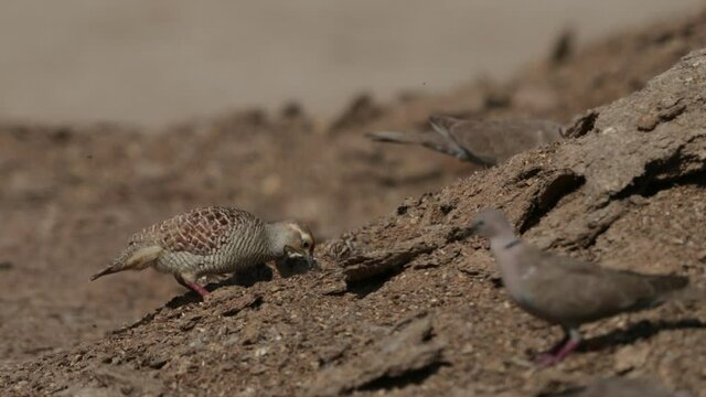 Grey francolin with chicks at Adhari, Bahrain 